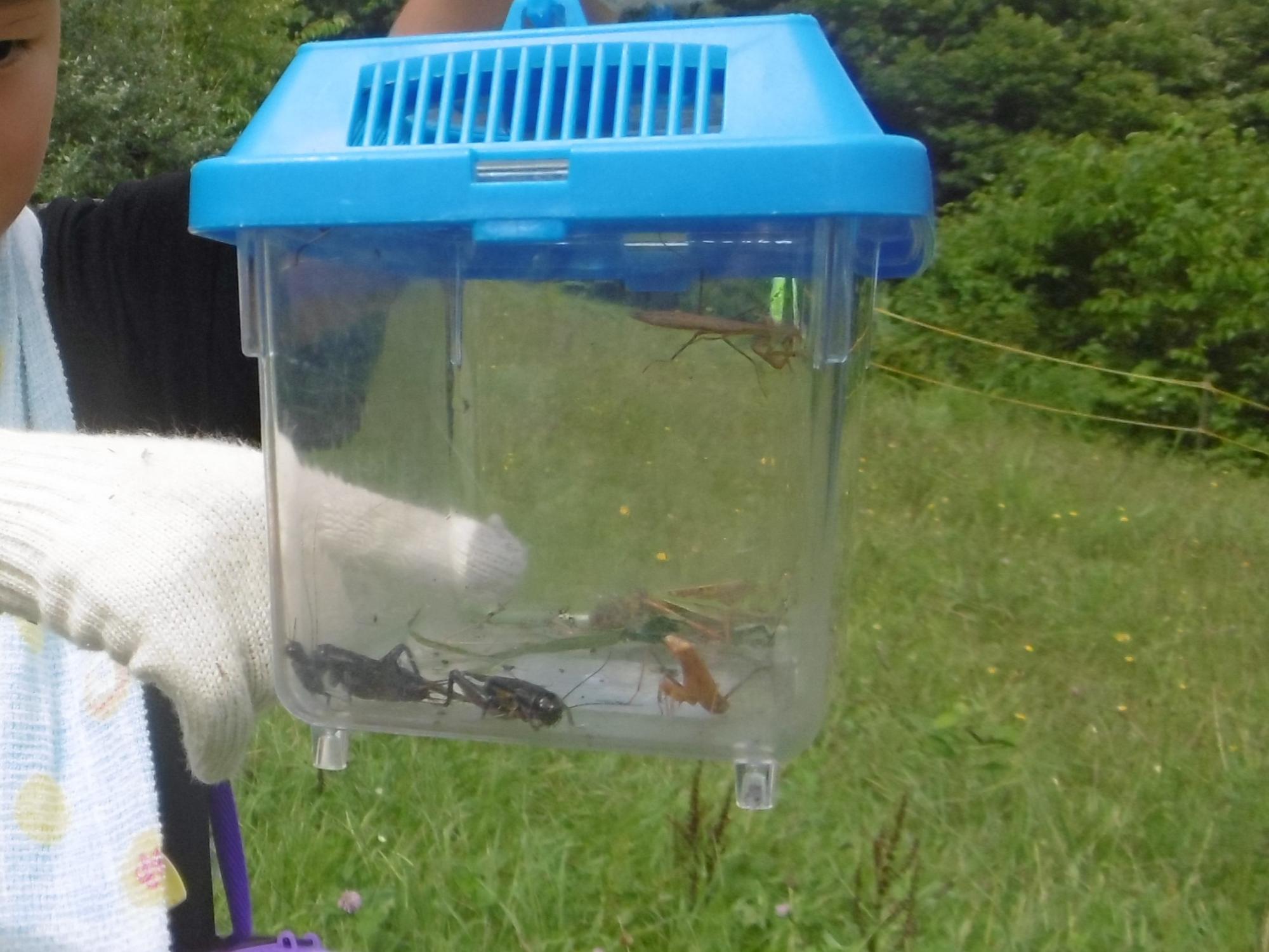昆虫をさがそう3