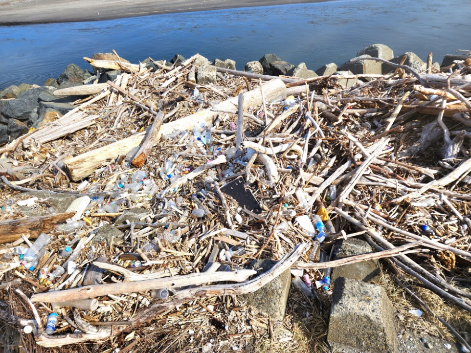 海岸に漂着した木々の写真