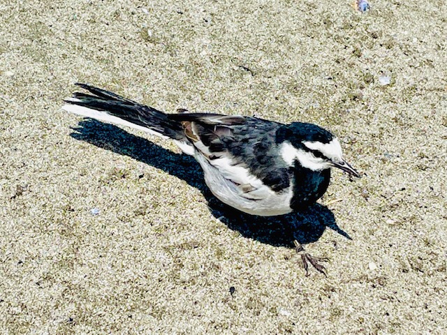 足に網が食い込んだ鳥の写真