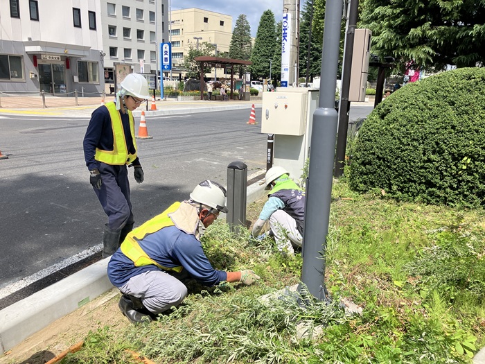 ロータリーの草を手で刈っている様子