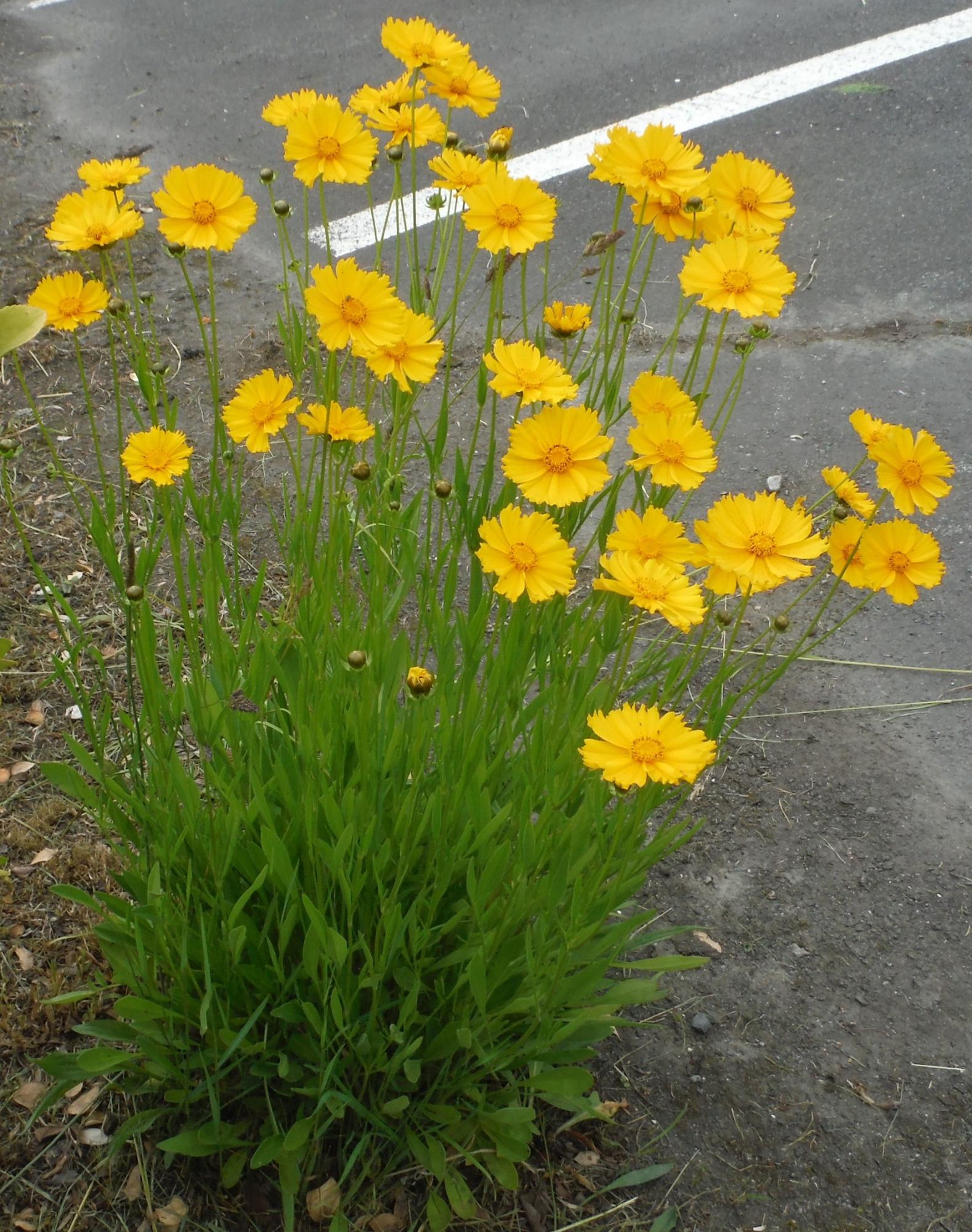 市内で確認されたオオキンケイギク鮮やかな黄色の花で花びらの先は不均等なギザギザが特徴