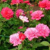濃いピンクの小さめの花弁がたくさん重なっていることが特徴のバラの写真