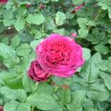 紫に近いピンクの花弁がたくさん重なってることが特徴のバラの写真