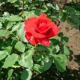 バルカロールという真紅の大輪の薔薇の写真
