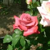 ブラックティという少しくすんだ赤色の薔薇の写真