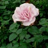 白から中央がピンクがかった大きな花弁が特徴のバラの写真