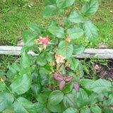 小ぶりのピンク色の花のHT 武州の花の