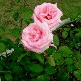 ピンク色のHT カリネラの写真