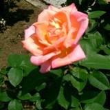 コンフィダンスという赤とオレンジがグラデーションになった薔薇の写真