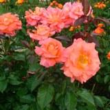 ピンク色に中央が少し黄色がかった角ばった花弁が特徴のバラの写真