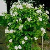 白く角ばった花弁が特徴のバラの写真