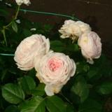 白く中央がピンク色の丸い花弁が特徴のバラの写真