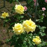 ゴールデンエンブレムという黄色い薔薇の写真