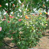 花かがリという背丈の長い薔薇の写真