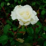 白く中央がうっすら黄色がかった花弁が特徴のバラの写真