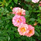 中央が黄色で外が淡いピンクの角ばった花弁が特徴のバラの写真