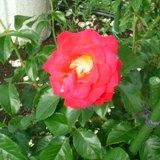真っ赤に中央が黄色の花弁が特徴のバラの写真