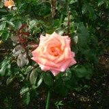 オレンジがかったピンクに中央が黄色の角ばった花弁が特徴のバラの写真