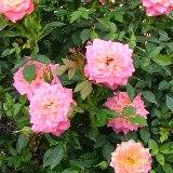 全体がピンク色で中央がオレンジ色の角ばった花弁がたくさん重なっていることが特徴のバラの写真
