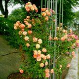 ピンクがかった淡い黄色の花弁が特徴のバラの写真