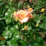 ピュアポエトリーのオレンジがかった薔薇の写真