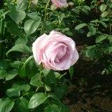 白っぽい紫色の花弁が特徴のバラの写真
