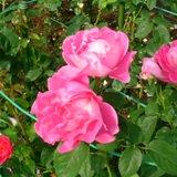 濃いピンク色と中央が白く丸い花弁が特徴のバラの写真