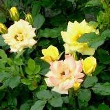 白みがかった黄色の大きな花弁が特徴のバラの写真