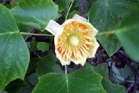 石堂第1号公園のユリの木の花の写真