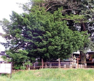 市野沢のイチイの木の写真