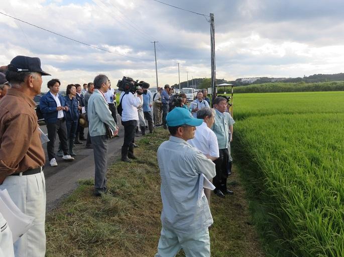 実際に田畑に出向き関係者の方々と水田の水稲を調査している市長の写真