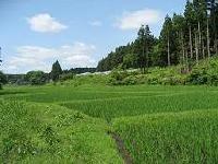 雲の浮かんだ青空の下、遠くには木立が葉を広げ見渡す限り緑の広がっている中山間地域の写真