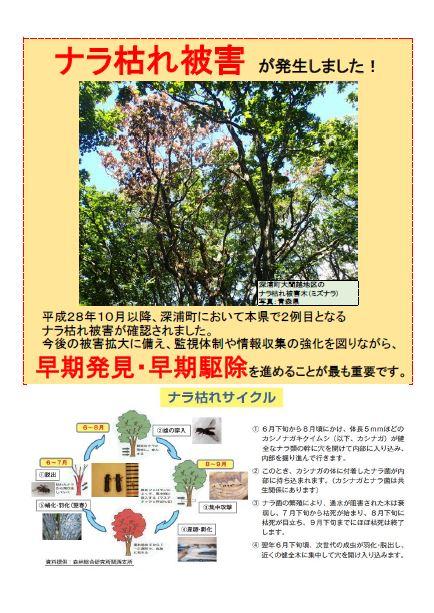 ナラ枯れ被害が発生しました！平成28年10月以降、深浦町において本県で2例目となるナラ枯れ被害が確認されました。今後の被害拡大に備え、監視体制や情報収集の強化を図りながら、早期発見・早期駆除を進めることが最も重要です。ナラ枯れのサイクルについてイラストや写真を掲載して説明したポスター