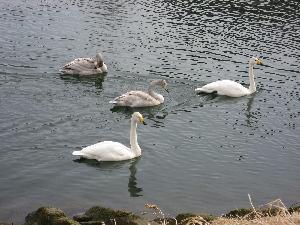 湖岸よりの水面に浮かぶ4羽の白鳥の写真