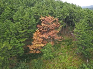 松くい虫被害木