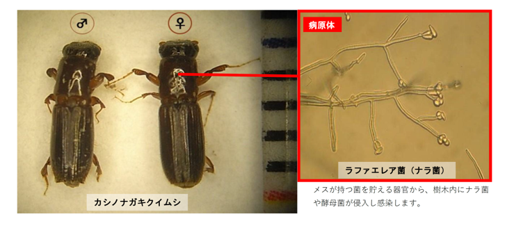 ナラ枯れ被害は、体長5ミリメートル程度のカシノナガキクイムシが産卵のためナラ類の木に穴を開けて侵入し、ナラ菌を持ち込むことで木が枯れる病気です。
