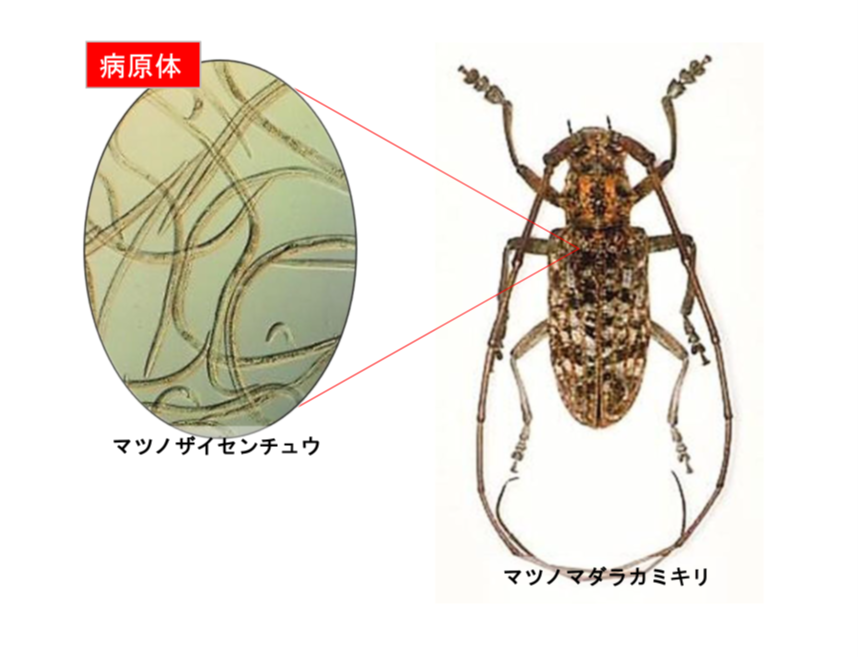 松くい虫被害は、病原体であるマツノザイセンチュウをマツノマダラカミキリが木に運ぶことで感染する木の病気です。