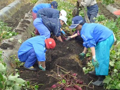 さつまいも収穫