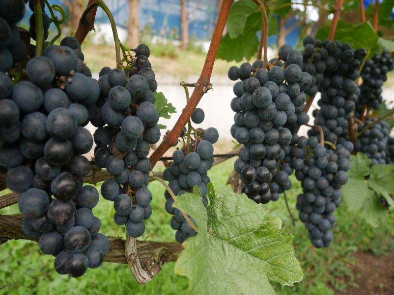 ワイン専用品種メルロー