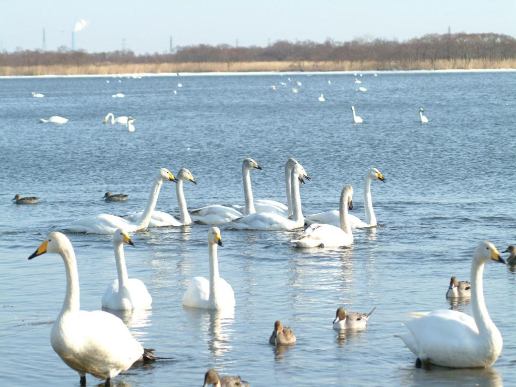 ウトナイ湖