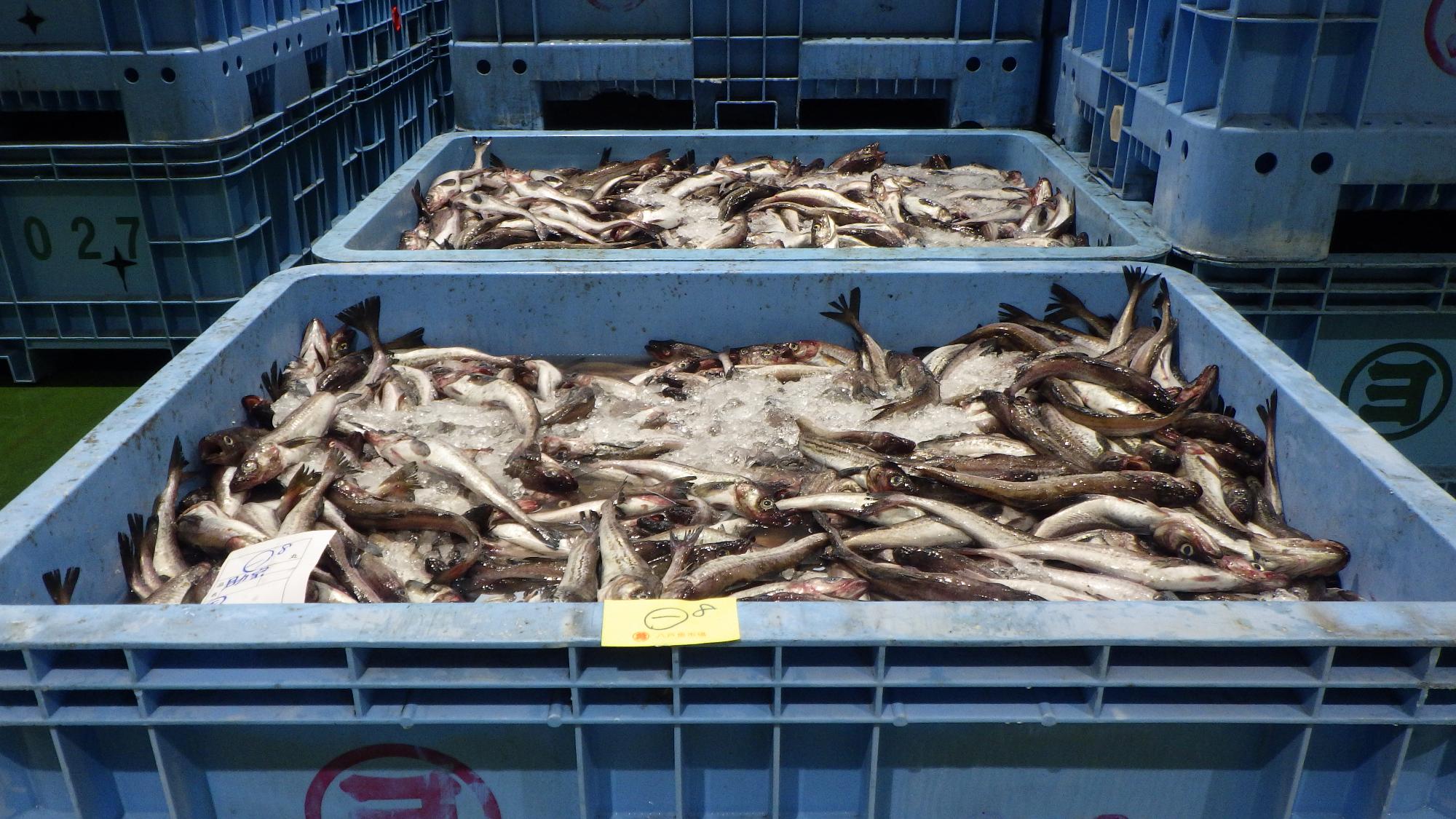 八戸第二魚市場での定置網漁船の水揚げの様子の写真