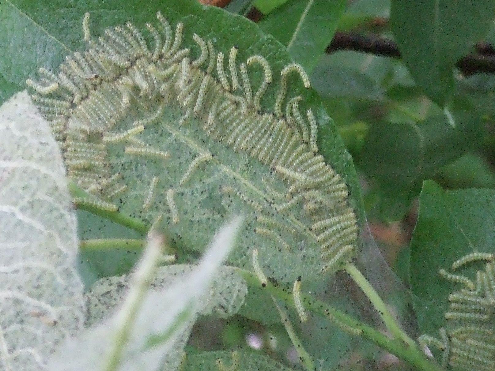 葉にクモの巣状の糸が巻いてあり、その中に無数の毛虫がひしめいている写真