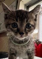 譲渡対象猫2の写真