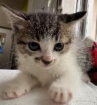 譲渡対象猫3の写真