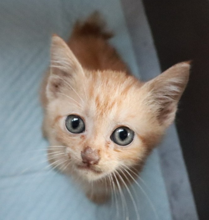 譲渡対象猫チャの写真