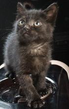 譲渡対象猫クロの写真
