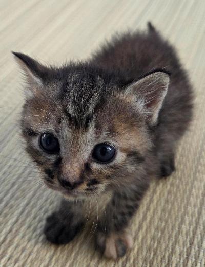 ひめ1