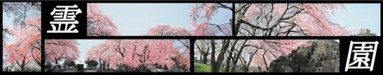 桜の木の写真に「霊園」の文字のついた画像