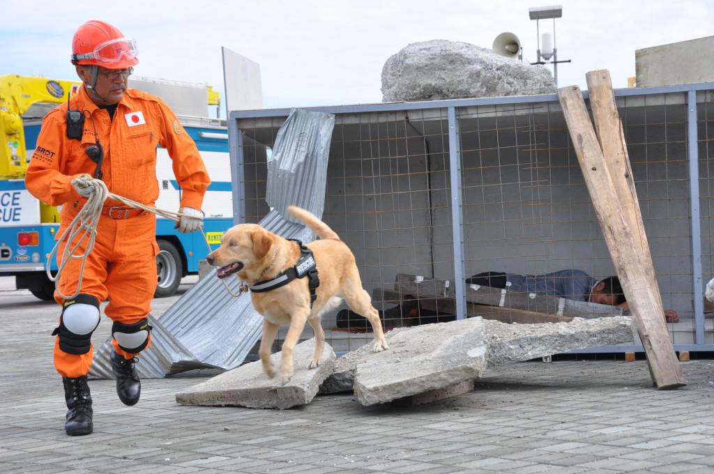 大きな石の上を走っている救助犬と犬を引いている消防隊員の写真