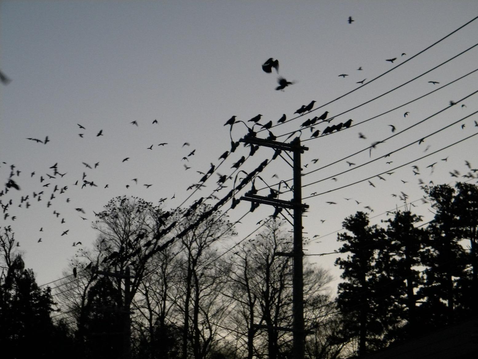 電柱の周りに木々が生えており、電線にとまっているカラスと周辺を飛んでいるカラスの大群の写真